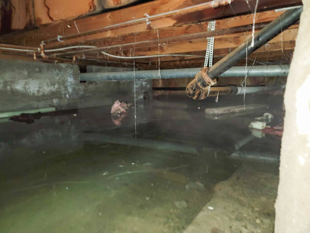 Best Carpet water damage restoration  in Valley Forge, TN